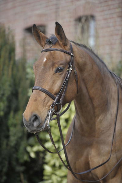 Old Mill Bridle Plain Cavesson with 1 inch Noseband 